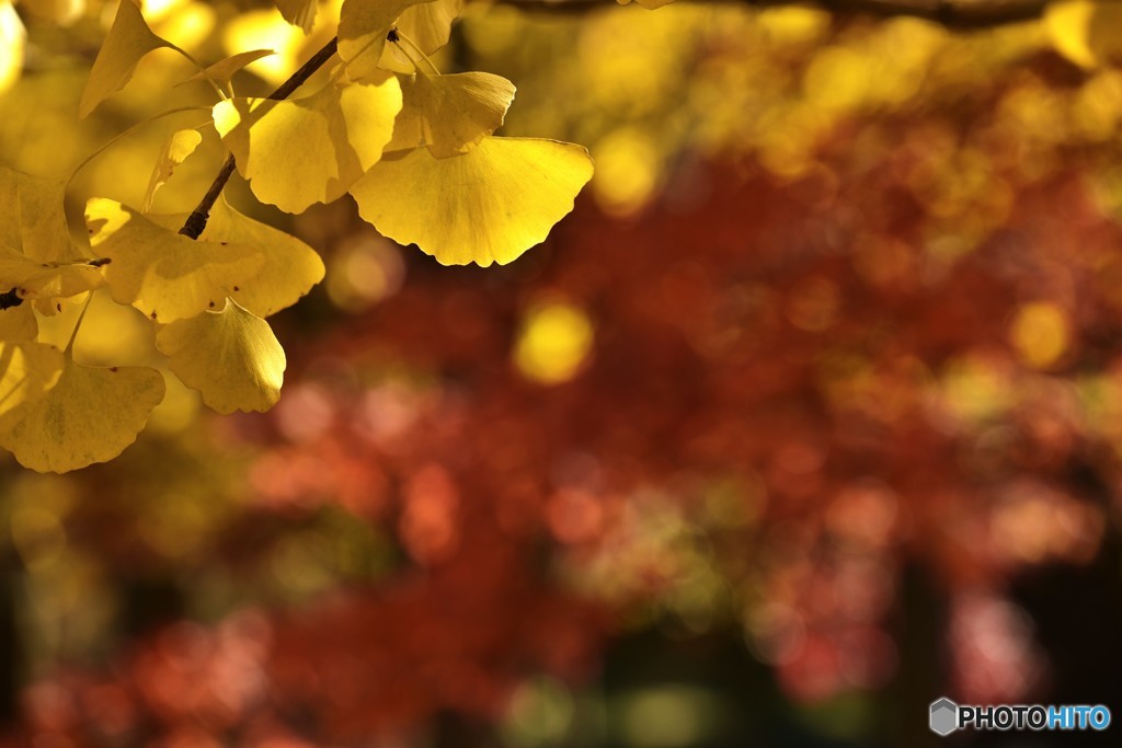 イチョウと紅葉