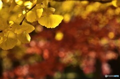 イチョウと紅葉