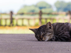 お休み中