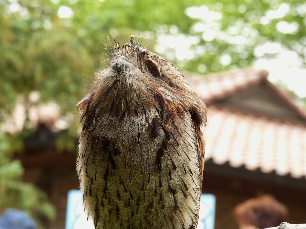 オーストラリアガマグチヨタカ