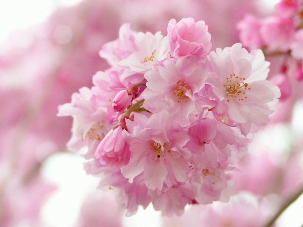 桜毬