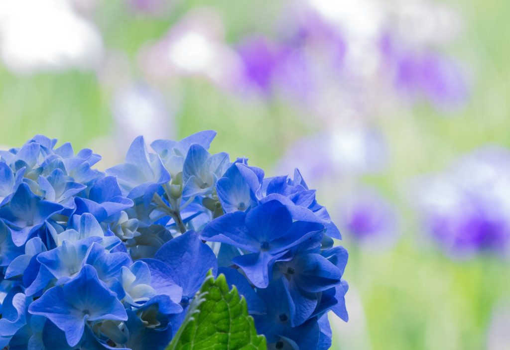 ６月の風景～花菖蒲をバックに～
