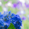 ６月の風景～花菖蒲をバックに～