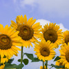 太陽家族
