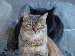 影、じゃないですよ。