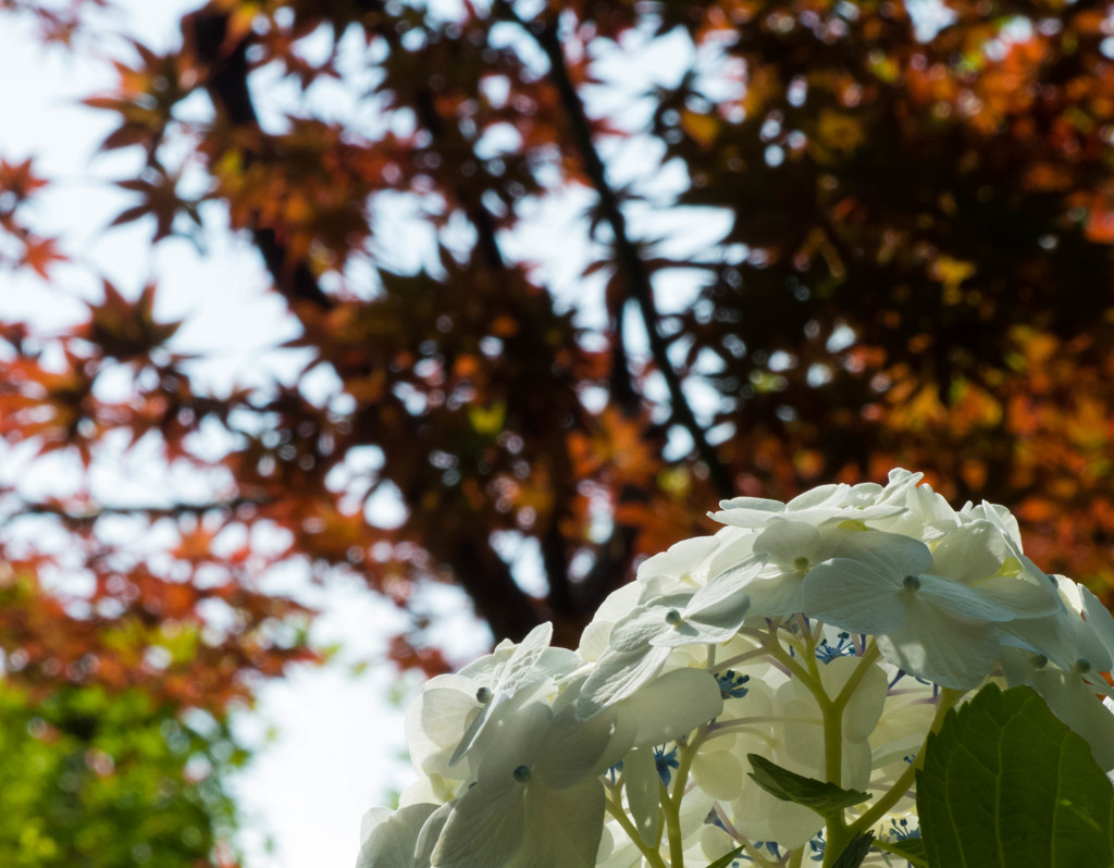 紫陽花と紅葉？