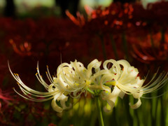 曼珠沙華（白）