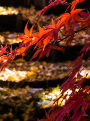 紅葉＠本土寺