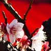 紅冬至