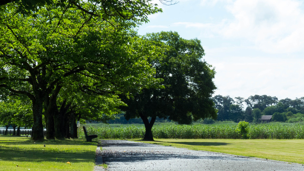 初夏の公園。