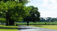 初夏の公園。