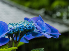 紫陽花＠長谷寺