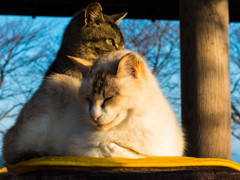 猫おむすび