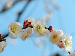 梅のアーチ