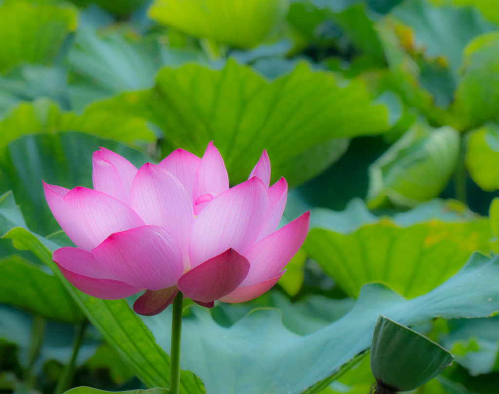 極楽浄土