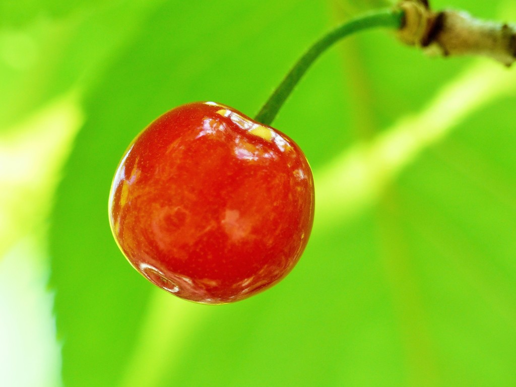 桜桃