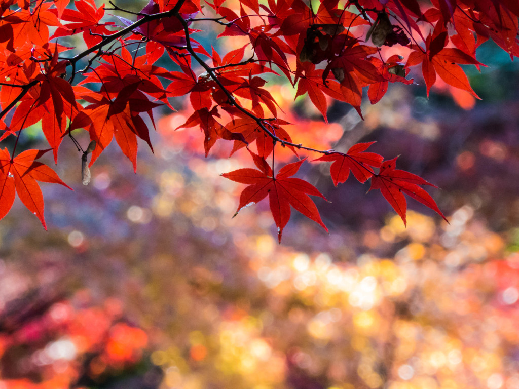 そろそろ紅葉も終わり…