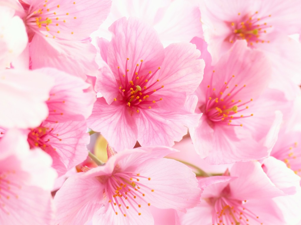桜満開
