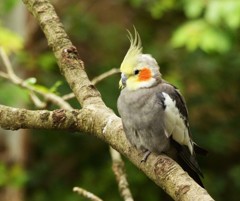 オカメインコ