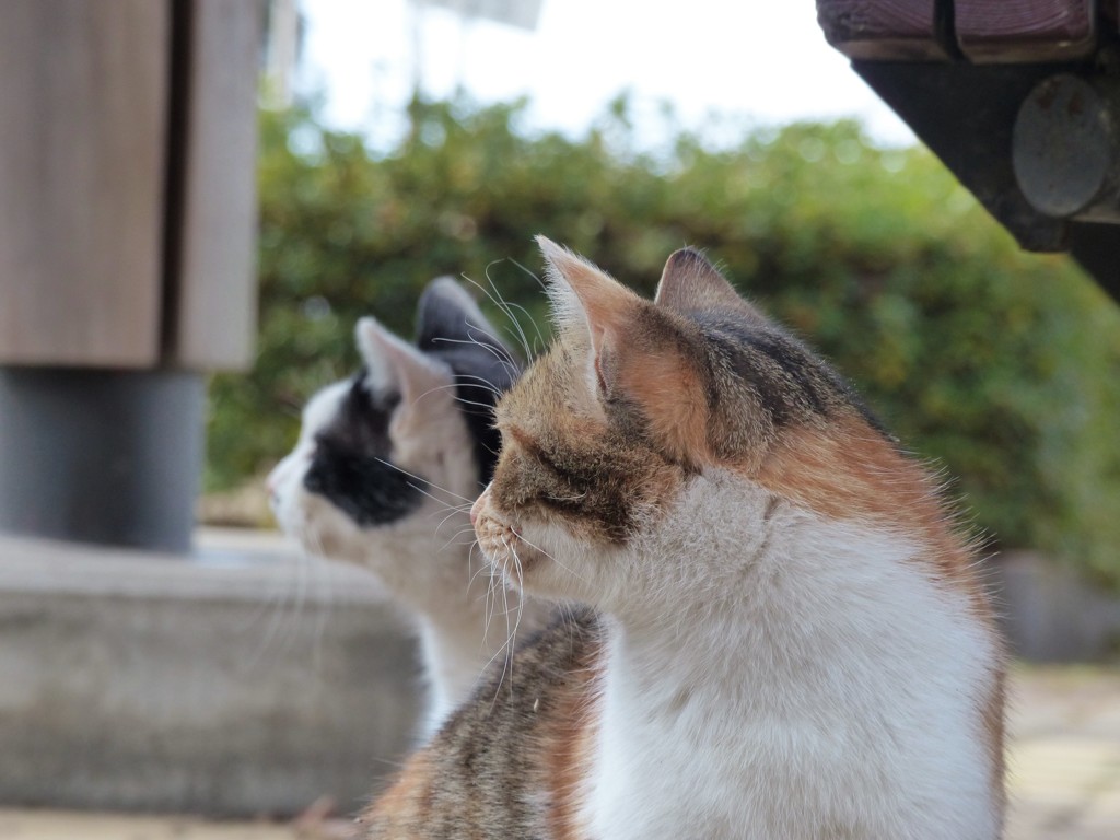 「あ！」「え？」