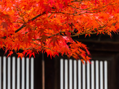 紅葉＠善光寺