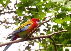 ナナクサインコ