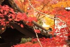 紅葉＠京都