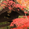 紅葉＠京都