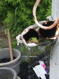 かえる