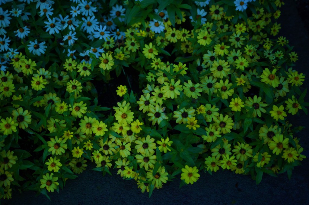 仄かな花