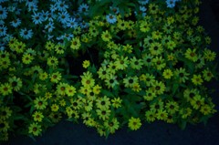仄かな花
