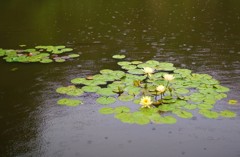 雨と蓮