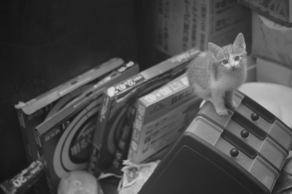 迷いネコ