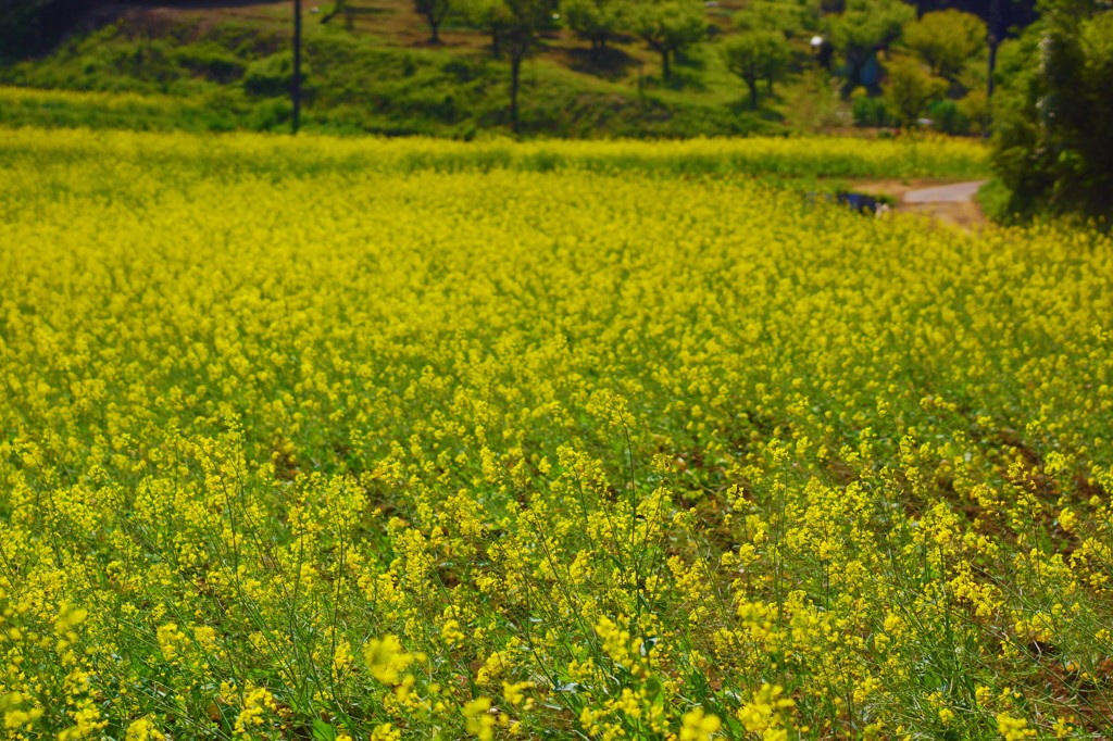 菜の花畑