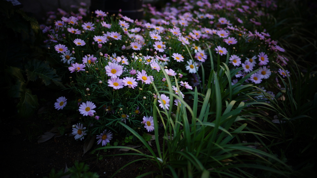 記憶の花