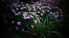 記憶の花