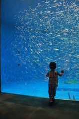 大きな水槽に夢中
