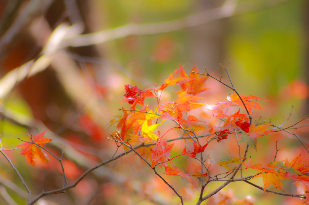 紅葉