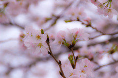 やっと咲いた「桜」