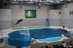 いおワールドかごしま水族館　イルカショー