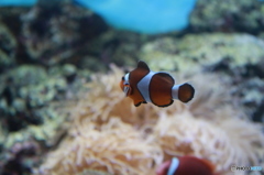 ニモとの出会い２