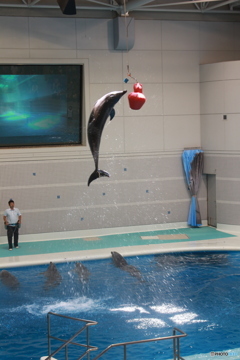 いおワールドかごしま水族館　イルカショー