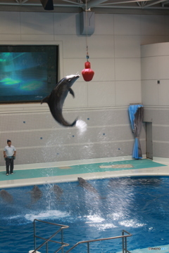いおワールドかごしま水族館　イルカショー２