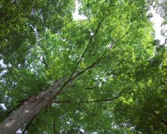 R0000054