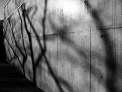 shadows...