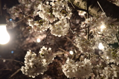 夜桜・岡崎公園