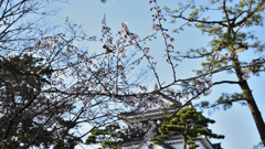 桜・雀・岡崎公園