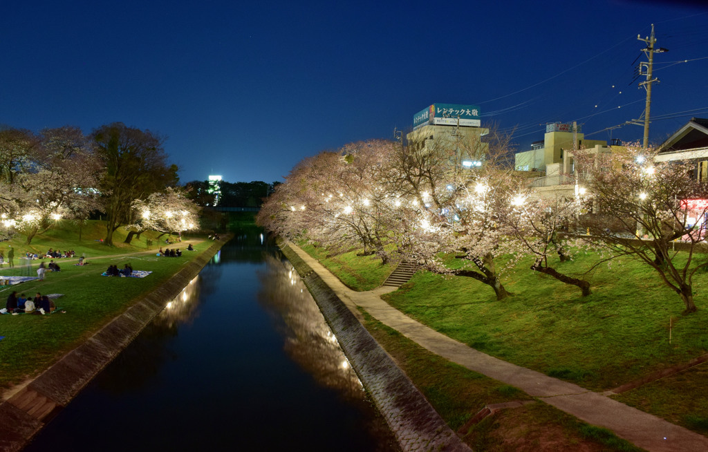 夜桜・岡崎公園