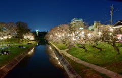 夜桜・岡崎公園