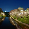 夜桜・岡崎公園